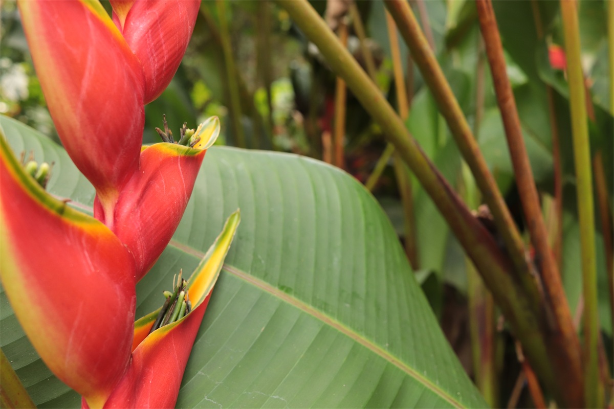 Heliconia