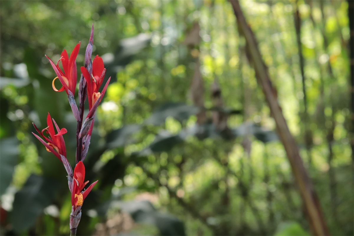 Flor de cañacoro
